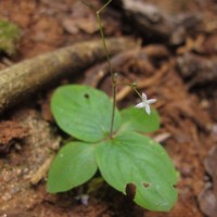 Debia ovatifolia (Cav.) Neupane & N.Wikstr.